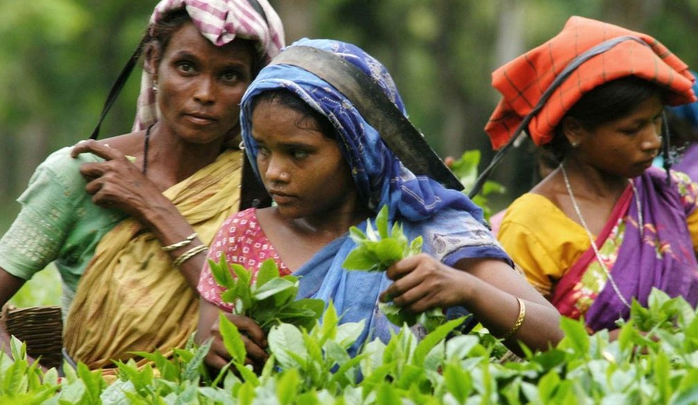অসমত চাহ বাগিচাৰ শ্ৰমিকৰ বাবে দ্বৈত জাতিৰ প্ৰমাণ পত্ৰৰ অনুমতি